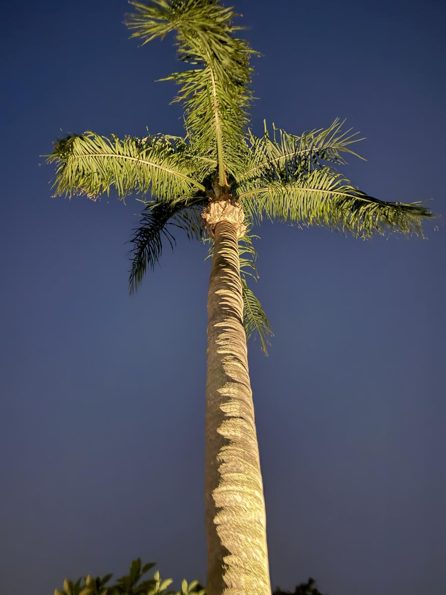Uplighting on Palm Tree at Sunset – Outdoor Lighting Detail