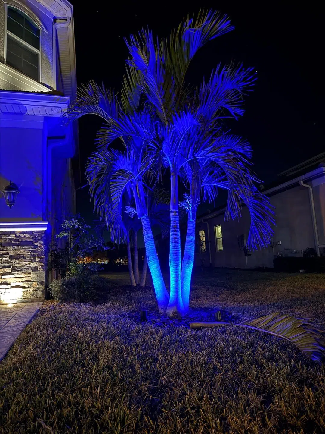Bright blue LED uplighting on palms in the front yard of a Keystone home.Bright blue LED uplighting on palms in the front yard of a Keystone home.