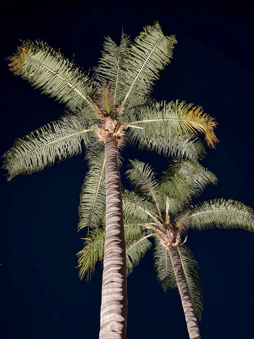 Bright white LED uplighting on tall palm trees against the night sky in Tarpon Springs.