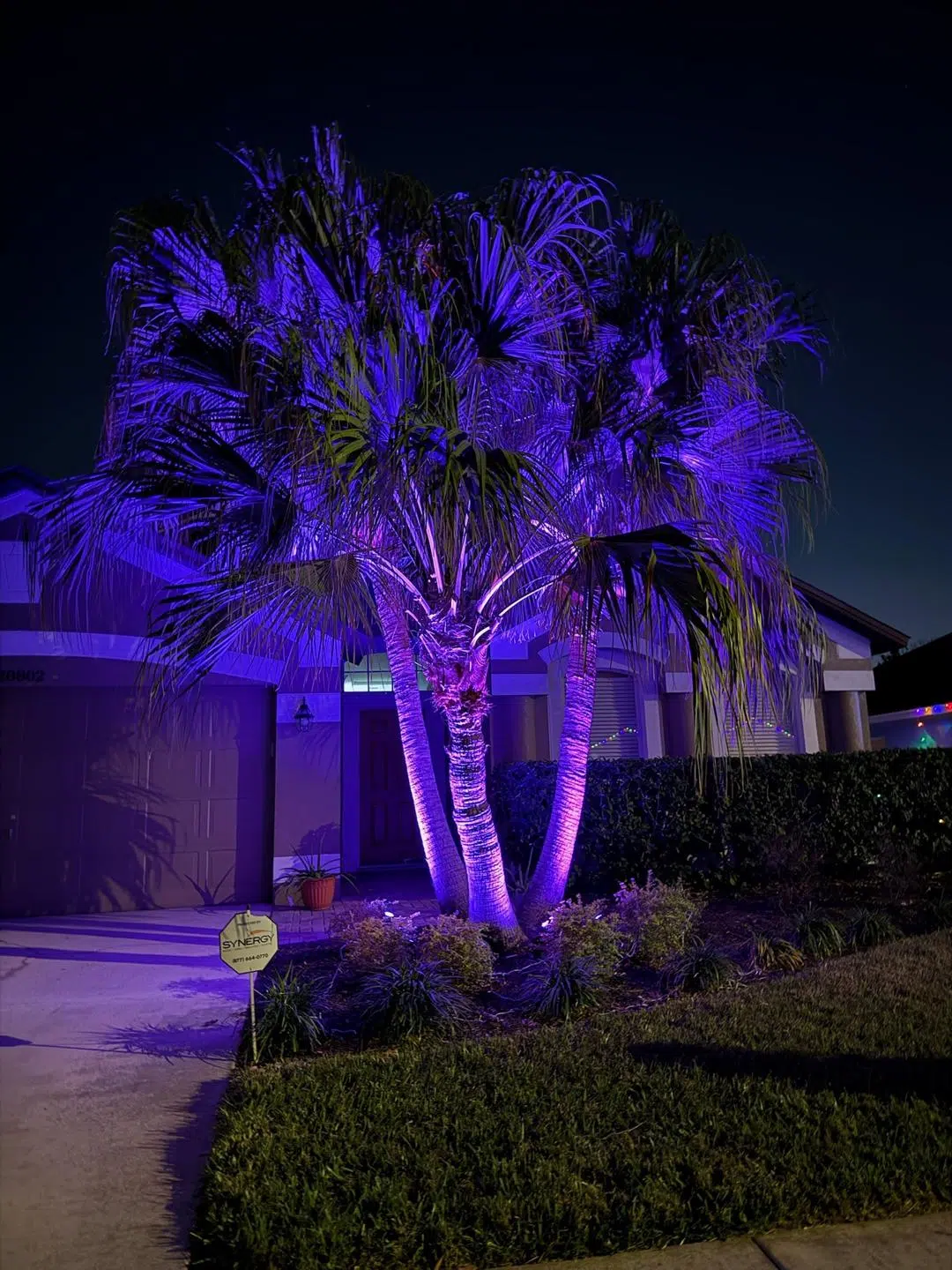 Bold purple LED uplighting on palm trees at the front of a Cheval home.