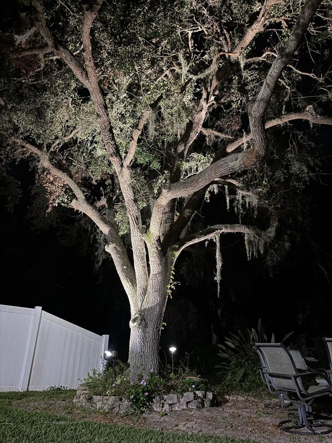 Soft white lighting highlighting the shape of a mature tree in a Lutz residential yard.