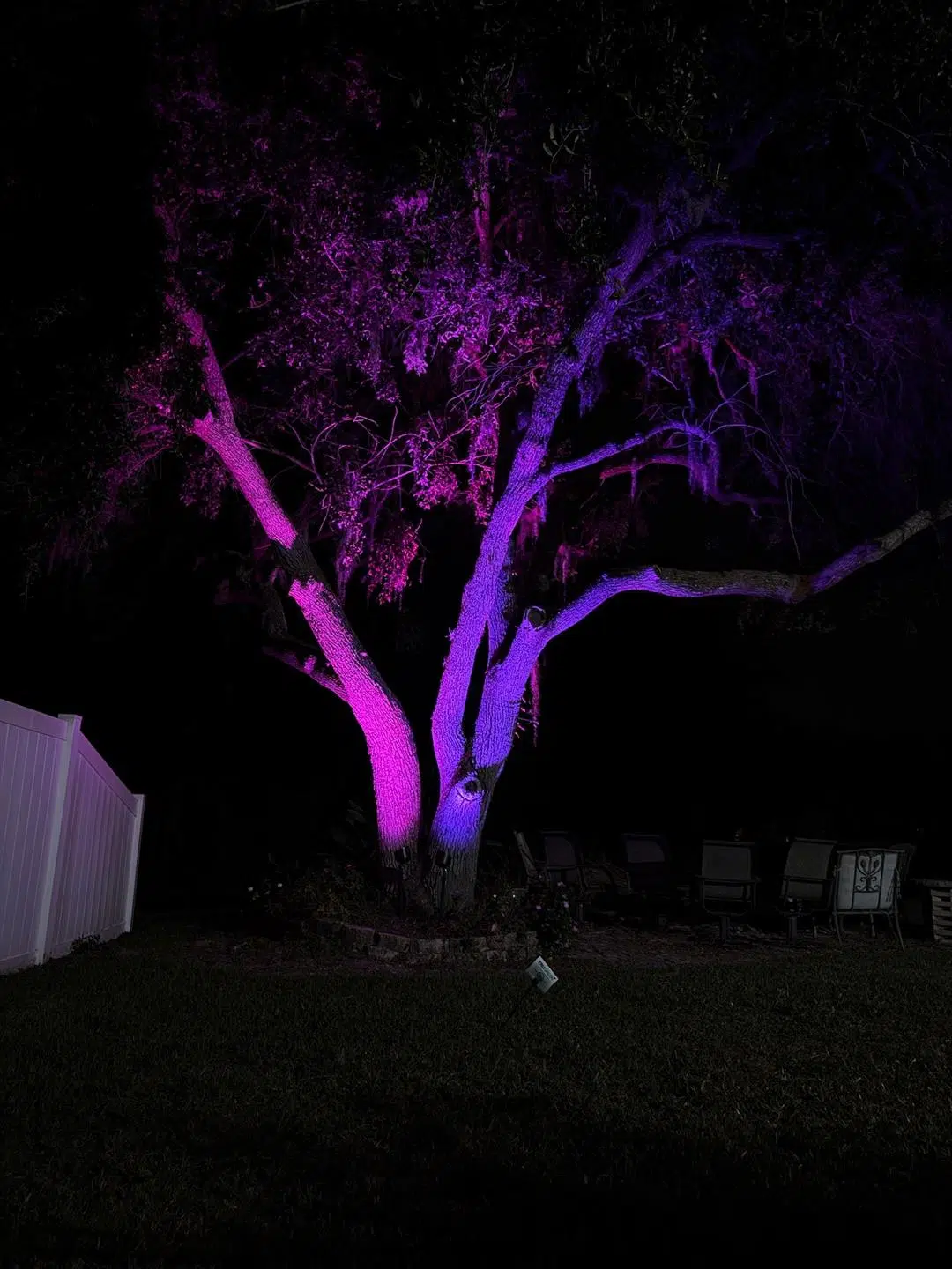 Purple landscape uplighting on a large oak tree in a Lutz backyard.