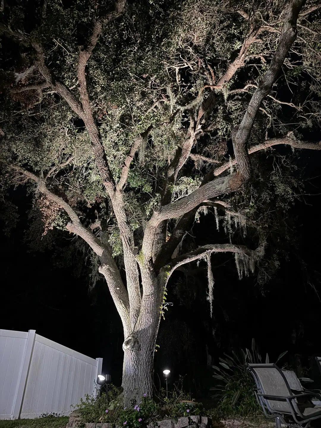Soft white lighting illuminating a large oak tree in a Cheval backyard.