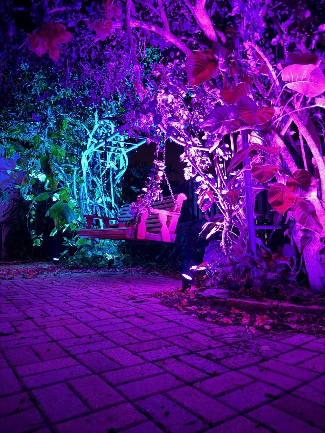 Purple, blue, and teal accent lighting on backyard trees and landscaping in Land O’ Lakes.