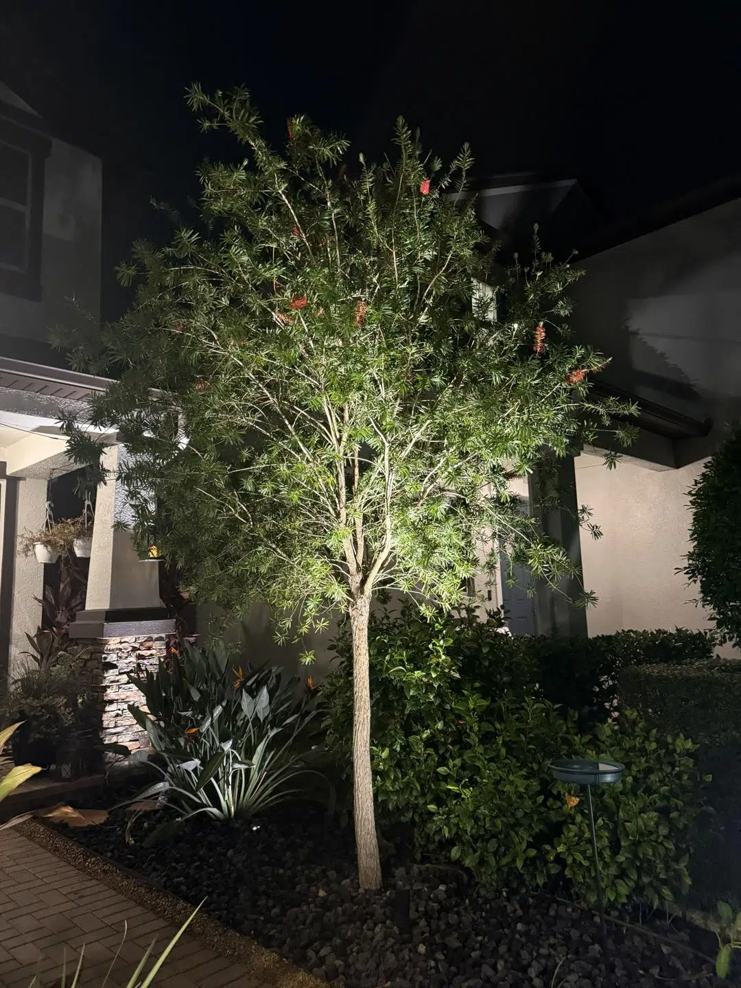Shrub and Tree Lighting Tampa Backyard