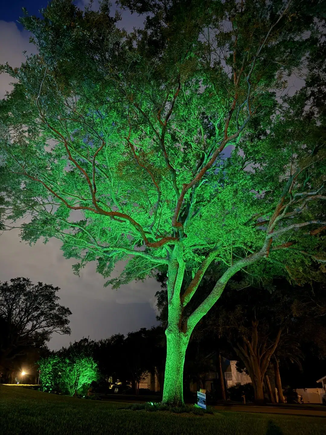 Tampa Garden Lighting Uplight Tree Design
