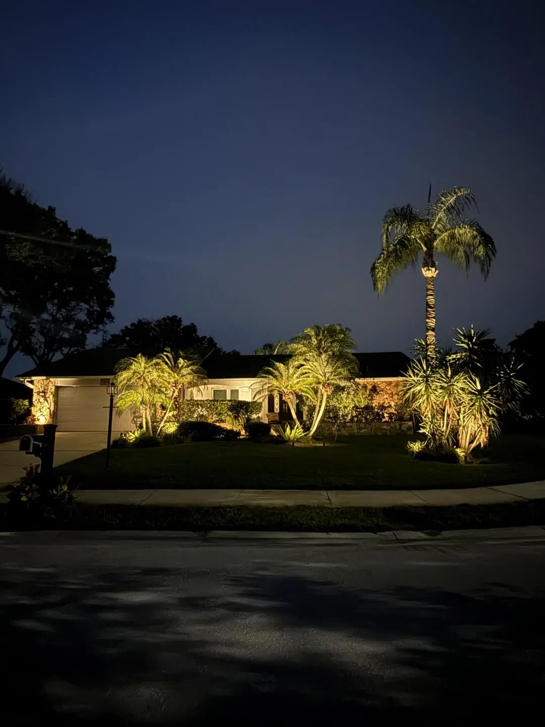 Palm Tree and Landscape Uplighting